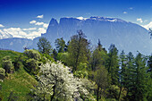 Fruit blossoms, view to Monte Sciliar, Dolomite Alps, South Tyrol, Italy