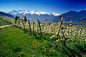 Apple blossom, view to Ortler Alps, Dolomite Alps, South Tyrol, Italy