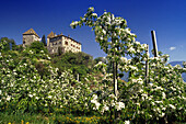 Apple blossom with Wehrburg castle in the background, near Prissian, Val d'Adige, Dolomite Alps, South Tyrol, Italy