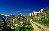 Apple blossom, Castello Coira, Churburg castle in the background, near Sluderno, Val Venosta, Dolomite Alps, South Tyrol, Italy