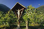Wayside cross and apple blossom, Val Venosta, Dolomite Alps, South Tyrol, Italy