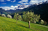 Apple trees, view to Le Odle, Val di Funes, Dolomite Alps, South Tyrol, Italy