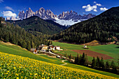 Löwenzahnwiese, Blick zu den Geisler Spitzen, Villnößtal, Dolomiten, Südtirol, Italien