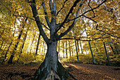 Old beech tree at Pulvermaar near Gillenfeld, Eifel, Rhineland Palatinate, Germany