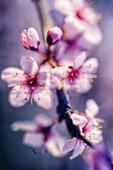 Cherry Blossom. Prunus hubrid. March 2006, Maryland, USA
