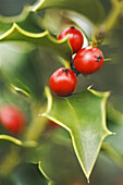 Berries and Leaves of Holly Tree. Ilex aquifolium. November 2006. Maryland, USA