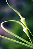 Galrlic Flower Buds. Allium sativum. June 2007, Maryland, USA