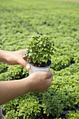 Plant production company in San Juan, Mallorca. Young basil plants