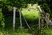 Parque Natural y Reserva de la Biosfera de Somiedo. Asturias. España