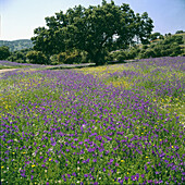 Meadow in spring. Jaen province. Spain