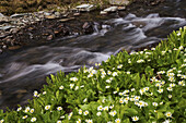 Clear Creek rushes past marsh marigold lining the streambank in the San Juan Mountains, Colorado, USA