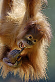 Young Orang utan female, 2 years old (Pongo pygmaeus abelli) swinging, captive, red list of endangered species