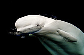 Beluga whale (Delphinapterus leucas) surfacing, captive, Vancouver aquarium, Canada. Red list of edangered species.