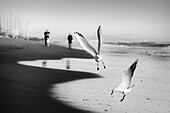 Seagulls on the beach in winter