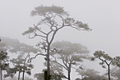 Pine trees in the morning mist