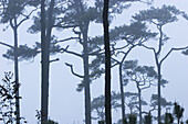 Pine trees in the morning mist