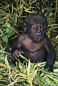 One week old Bany Gorilla