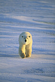 Polar bear (Ursus maritimus)