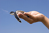 Green Turtle (Chelonia mydas), baby hold by a researcher's hand