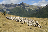 Sheep, Sheeperd and Sheep dogs in the Southern Alps
