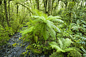 tree ferns and forest interior in Fiordlands National Park