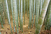 Giant Bamboo  bambosoidae forest out of Kyoto