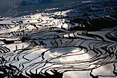 Rice paddy. Yunnan. Yuanyang. China.