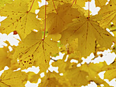 Autumn leaves