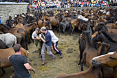 Fiesta de la Rapa das Bestas in Sabucedo, Pontevedra province. Galicia. Spain.
