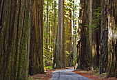 Redwoods (Sequoia sempervirens).Humboldt Redwoods State Park. California. Usa