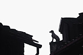 Italy, Dog stone statue on Roof