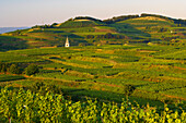 Weinanbau bei Kiechlinsbergen , Frühlingstag , Kaiserstuhl , Baden-Württemberg , Deutschland , Europa