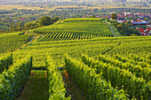 Vineyards at Königschaffhausen, Kaiserstuhl, Baden-Wurttemberg, Germany