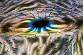 Irisierender Mantel einer Riesen-Muschel, Tridacna Squamosa, Mikronesien, Palau