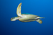 Green Turtle, Chelonia mydas, Short Dropoff, Micronesia, Palau