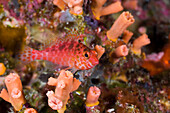 Gefleckter Korallenwaechter, Cirrhitichthys oxycephalus, Turtle Cove Mikronesien, Palau
