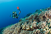 Diver and Giant Clam, Tridacna Squamosa, Micronesia, Palau