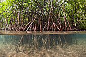 Risong Bay Mangroven, Risong Bay Mikronesien, Palau