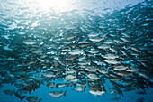 Shoal of Rudderfish, Kyphosus cinerascens, German Channel, Micronesia, Palau