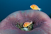 Pink Anemonefish in Magnificent Anemone, Amphiprion perideraion, Heteractis magnifica, German Channel, Micronesia, Palau