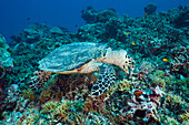 Feeding Hawksbill Turtle, Eretmochelys imbricata bissa, German Channel, Micronesia, Palau