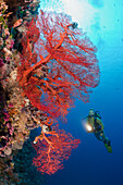 Diver and Sea Fan, Melithaea, Peleliu Wall, Micronesia, Palau