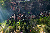 Mangroves in Jellyfish Lake, Jellyfish Lake, Micronesia, Palau