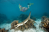 Skin Diver meets Saltwater Crocodile, Crocodylus porosus, Micronesia, Palau