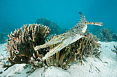 Salzwasser-Krokodil, Crocodylus porosus, Mikronesien, Palau