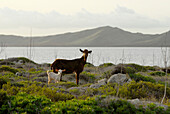Cap de Cavallaria, Ziegen mit Cap de Fornells im Hintergrund, Menorca, Balearen, Spanien