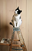 schwarz-weiße Hauskatze sitzt auf einer Leiter