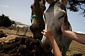 Esel, Malpaso, Camino de la Virgin, El Hierro, Kanarische Inseln, Spanien