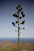 Landscape near Valverde, Puerto de la Estaca, El Hierro, Canary Islands, Spain