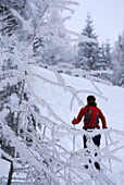 Skitourgeherin beim Aufstieg, Brentenjoch, Wilder Kaiser, Kaisergebirge, Tirol, Österreich